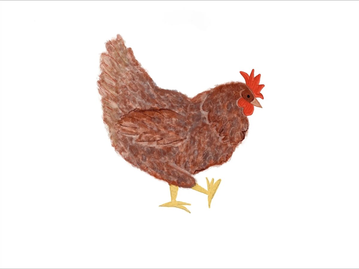 Chickens Exclusive by LennyLamb X Preschool LennyHybrid Half Buckle